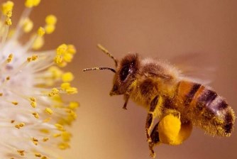 Пчелиная пыльца в Украине